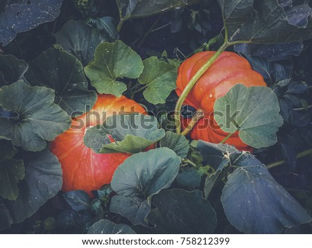 Vivid orange pumpkin hides among dark green leaves
