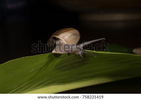 Wonderful snails with a glow shell on mango fruit and leafs