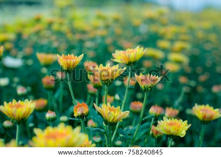 Chrysanthemum field in thailand