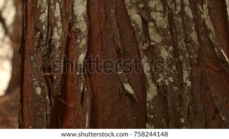 Detail of cedar tree trunk bark 1 Wet Rainy Cascade Mountain Oregon Forest in