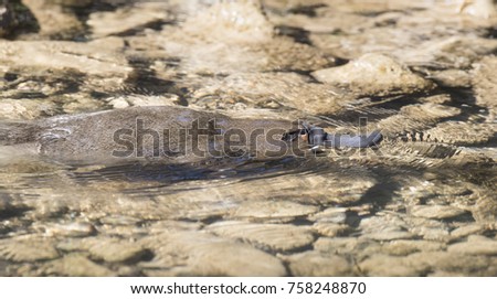 Tasmania animals platypus Mole creek