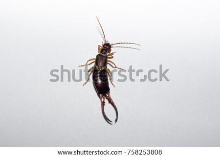 Earwig isolated with space for text