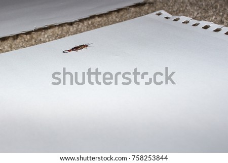 Earwig isolated with space for text