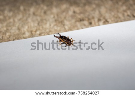 Earwig insect isolated