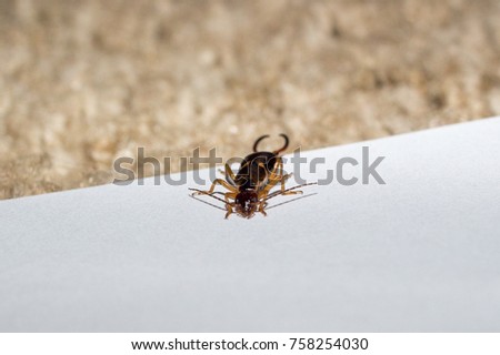 Earwig insect isolated