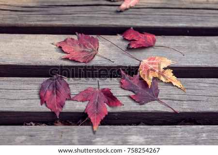 Red leaves on the park chairs