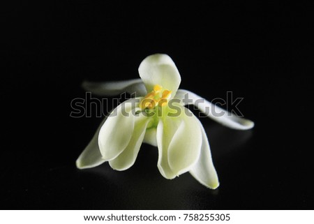 White flower on black background
