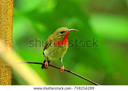 Crimson Sunbird  on branch
