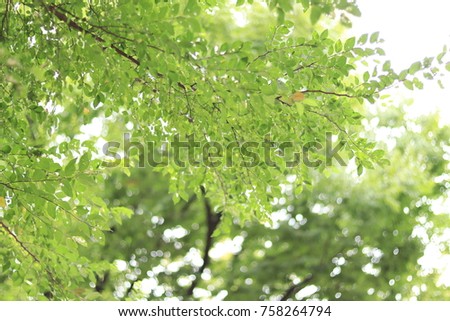 Sunlight pointing from gaps in trees (komorebi in Japanese) Royalty-Free Stock Photo #758264794