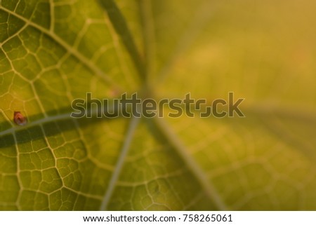 the green of blurred light on leaf