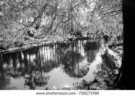 Black and White Pond with Trees