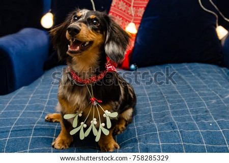 Christmas portrait of a dachshund puppy