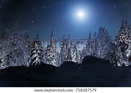Moon over winter forest. Winter night landscape. Spruce forest in winter