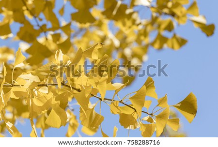 Beautiful autumn ginkgo tree