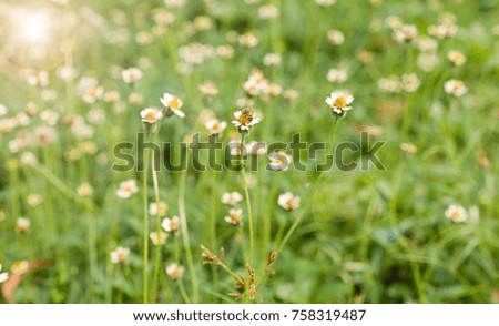 white grass flower in the field, background blur.