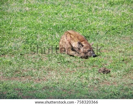 Spotted Hyena in Ngorongoro Conservation Area, Tanzania