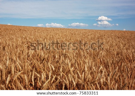 Wheat field in the late summer sunshine