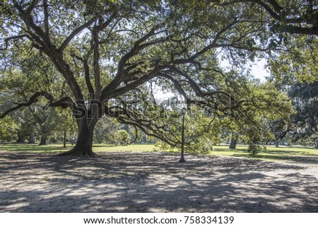 Oak Tree in Audubon Park