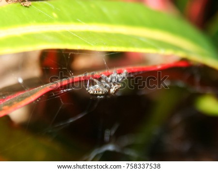 A close-up photograph of a Garden Jumping Spider (Opisthoncus parcedentatus) in Brisbane, Australia. 