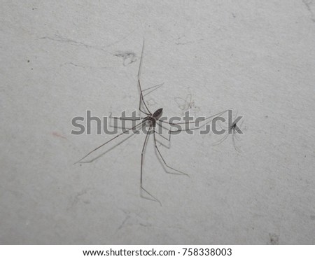 A close-up photograph of two Daddy Longleg Spiders (Pholcus Phalangioides) on a wall in Brisbane, Australia. 