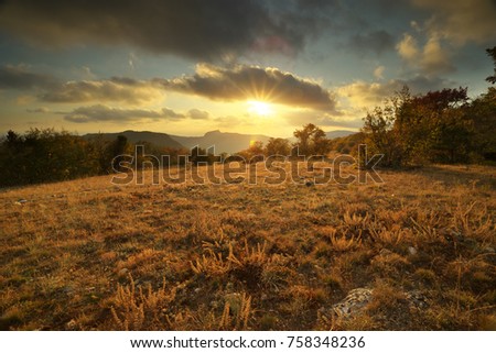 Autumn sunset  in forest. Nature composition.
