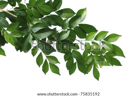 Branch of China box-tree isolated on white background Royalty-Free Stock Photo #75835192