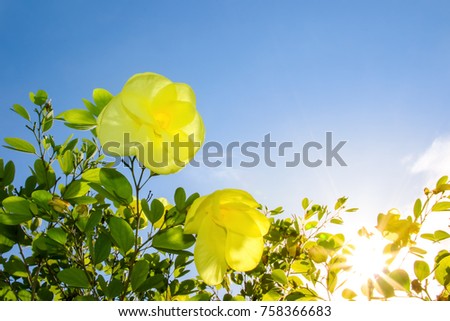 Yellow flower or Bauhinia tomentosa, blue sky and sunlight background