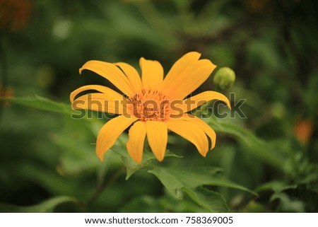 Close-up Tree marigold, Mexican sunflower, in  lei ,northeast  of Thailand