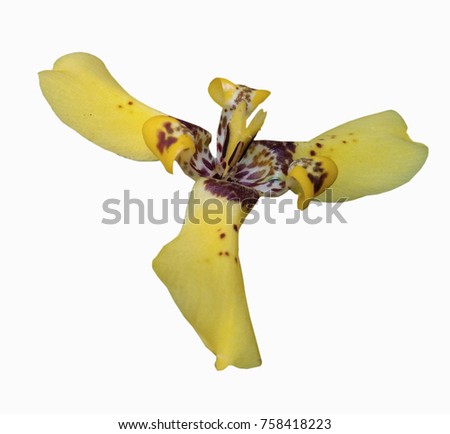 yellow lily on a white background