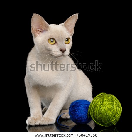 Adorable Lilac Burmese Young Kitten Sitting with Ball of Yarn isolated on black background, front view
