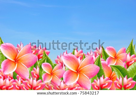 Pink flower with sky background