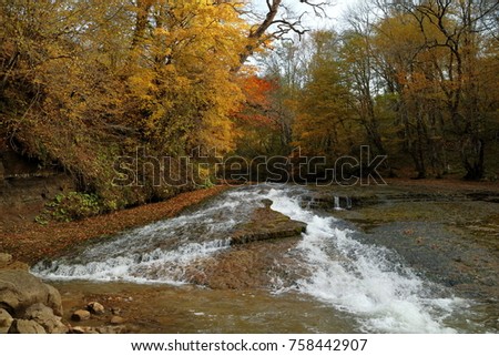 Autumn forest. mountain river. Pure water.