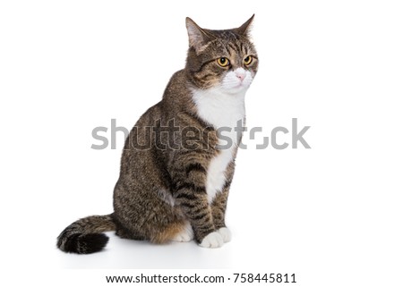 Portrait of a serious grey cat isolated on white background