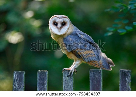 Barn owl sitting on wooden fence with dark green background, bird in habitat, Czech republic, Central Europe. Urban wildlife, Tyto alba on the garden.