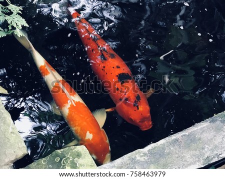 Koi fish (fancy carp, mirror carp) swimming in the pond.