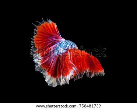Multi color Siamese fighting fish(Rosetail-halfmoon),fighting fish,Betta splendens,on black background,Double Tails