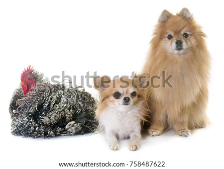 pomeranian spitz, chihuahua and chicken in front of white background
