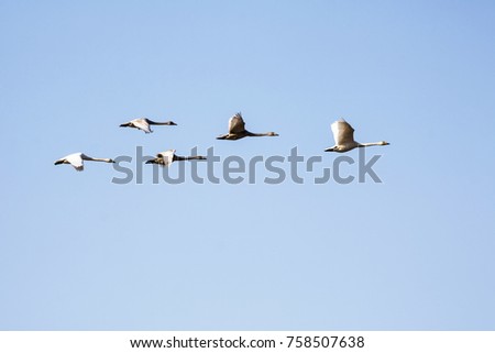 Group whooper swans heading to the north in flight