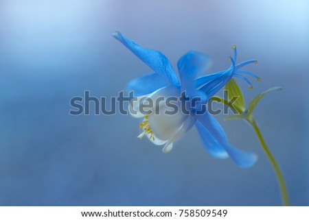macro of blue flower columbine (Aquilegia)