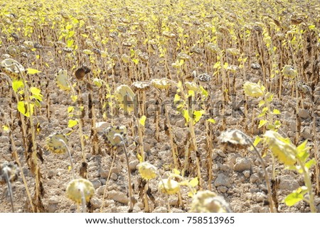 Sunflower field, costa blanca - Spain