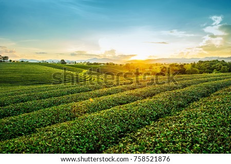 Beautiful landscape view of choui fong tea plantation with sunset at Maejan , tourist attraction at Chian g rai province in thailand Royalty-Free Stock Photo #758521876
