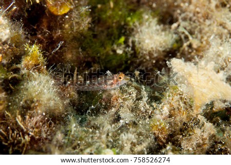 yellow black faced blenny, Tripterygion delaisi
