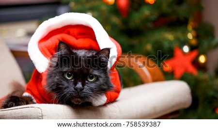 Picture of New Year's cat in Santa costume sitting at chair