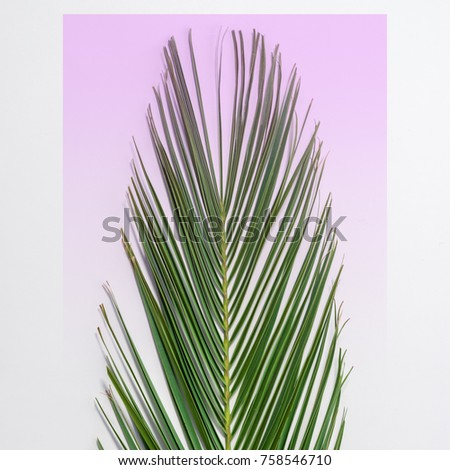 Palm leaf on bright background. Minimal concept. Flat lay.