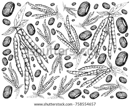 Vegetable, Illustration Background Pattern of Hand Drawn Sketch Adzuki Bean Plants with Pods, Good Source of Dietary Fiber, Vitamins and Minerals.