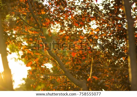 An orange sunset between branches