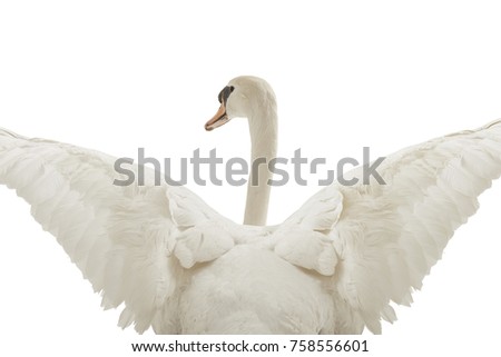 beautiful white swan back view with opened wings