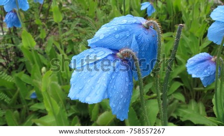 A pair of Himalayan blue poppy flowers in a close up surrounded by green leaves and a few other poppy flowers. Picture taken after rain showing large droplets of water on the flowers.   