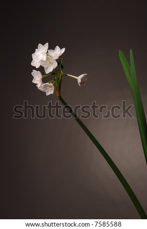 Paperwhite narcissus flower over black background