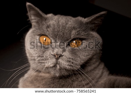 black and white cat picture, British cat, cat face, cat's eye